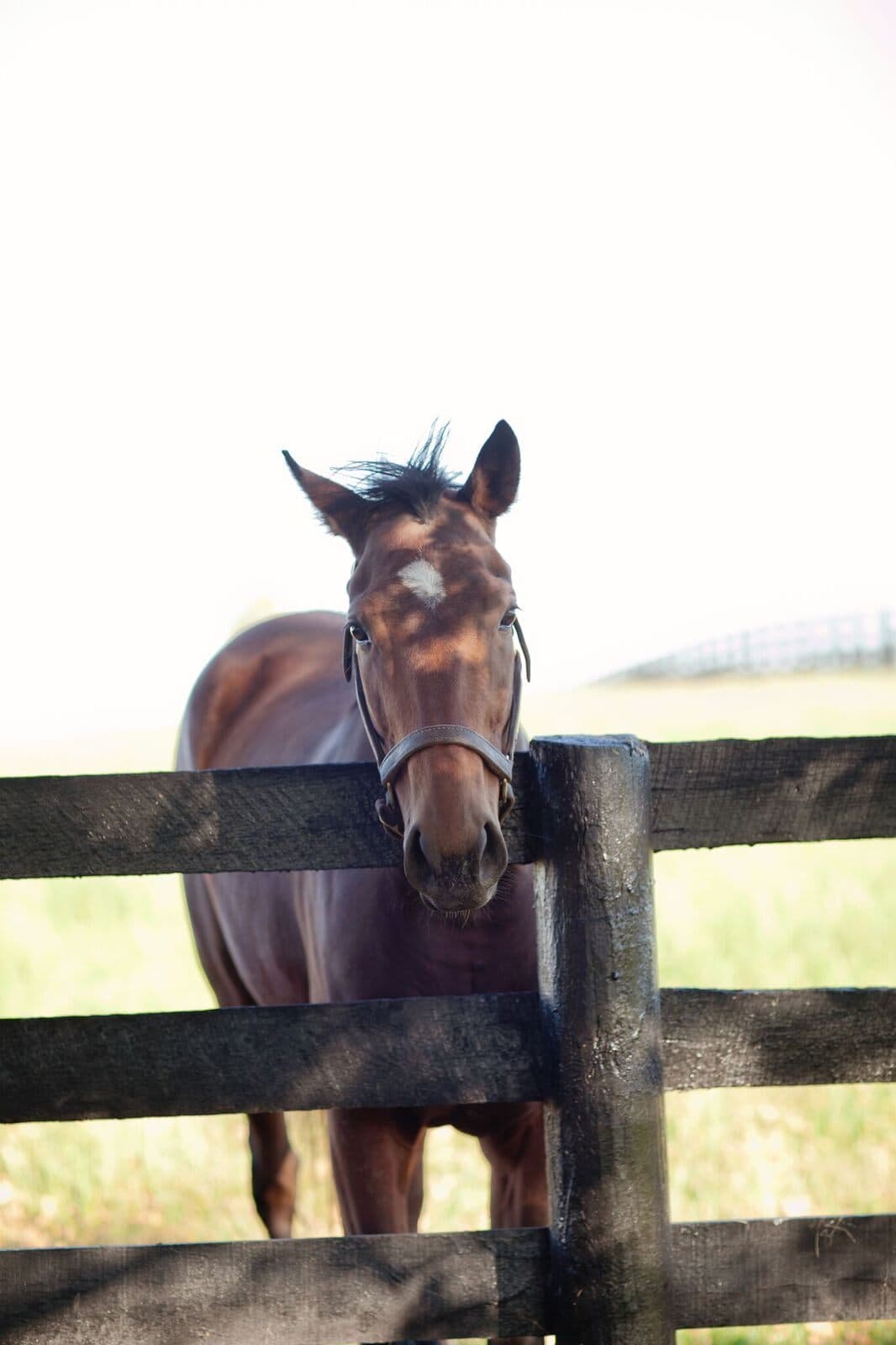 A foal at the four-board fence